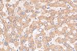 DNAJC25 Antibody in Immunohistochemistry (Paraffin) (IHC (P))