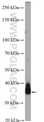 DNAJC25 Antibody in Western Blot (WB)