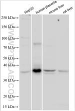 DNAJC25 Antibody in Western Blot (WB)