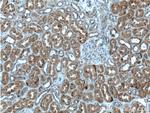 FAHD1 Antibody in Immunohistochemistry (Paraffin) (IHC (P))