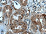 FAHD1 Antibody in Immunohistochemistry (Paraffin) (IHC (P))