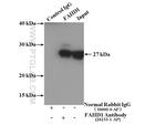 FAHD1 Antibody in Immunoprecipitation (IP)