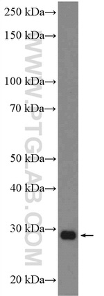FAHD1 Antibody in Western Blot (WB)