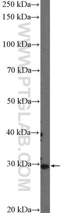 FGF13 Antibody in Western Blot (WB)
