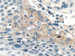 WNT10A Antibody in Immunohistochemistry (Paraffin) (IHC (P))
