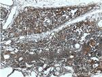 COMMD3 Antibody in Immunohistochemistry (Paraffin) (IHC (P))