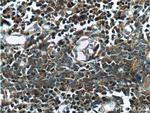 COMMD3 Antibody in Immunohistochemistry (Paraffin) (IHC (P))