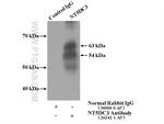 NT5DC3 Antibody in Immunoprecipitation (IP)