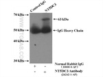 NT5DC3 Antibody in Immunoprecipitation (IP)