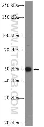 FAM126A Antibody in Western Blot (WB)