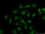 DLX2 Antibody in Immunocytochemistry (ICC/IF)