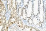 HNF4A Antibody in Immunohistochemistry (Paraffin) (IHC (P))