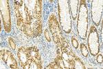 HNF4A Antibody in Immunohistochemistry (Paraffin) (IHC (P))