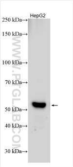 HNF4A Antibody in Western Blot (WB)