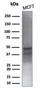 GATA-3 (Breast and Urothelial Marker) Antibody in Western Blot (WB)