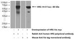 HRG Antibody in Western Blot (WB)