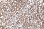 NEK5 Antibody in Immunohistochemistry (Paraffin) (IHC (P))