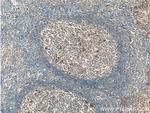 CLEC16A Antibody in Immunohistochemistry (Paraffin) (IHC (P))