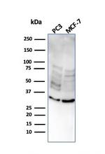 NKX2.8 Monoclonal Antibody (NKX28/2547)