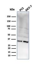 NKX2.8 Antibody in Western Blot (WB)
