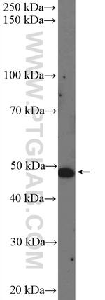 PDE7A Antibody in Western Blot (WB)