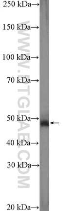PDE7A Antibody in Western Blot (WB)