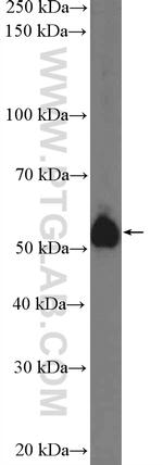 TRIM7 Antibody in Western Blot (WB)