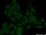 ZBTB1 Antibody in Immunocytochemistry (ICC/IF)