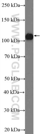 ANKLE2 Antibody in Western Blot (WB)