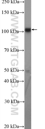 ANKLE2 Antibody in Western Blot (WB)