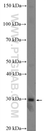 YRDC Antibody in Western Blot (WB)