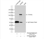 DDHD1 Antibody in Immunoprecipitation (IP)
