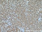C19orf54 Antibody in Immunohistochemistry (Paraffin) (IHC (P))