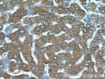 C19orf54 Antibody in Immunohistochemistry (Paraffin) (IHC (P))