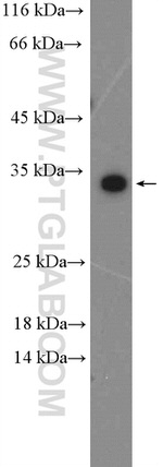 C19orf54 Antibody in Western Blot (WB)