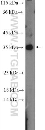 C19orf54 Antibody in Western Blot (WB)