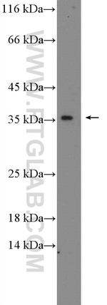 C19orf54 Antibody in Western Blot (WB)