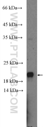 C19orf54 Antibody in Western Blot (WB)