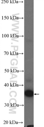 C19orf54 Antibody in Western Blot (WB)