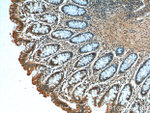 CCDC68 Antibody in Immunohistochemistry (Paraffin) (IHC (P))