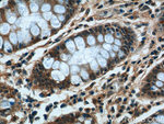 CCDC68 Antibody in Immunohistochemistry (Paraffin) (IHC (P))