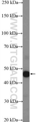 CCDC68 Antibody in Western Blot (WB)