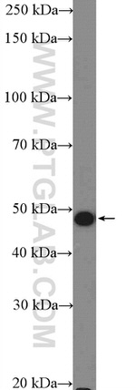 CCDC68 Antibody in Western Blot (WB)