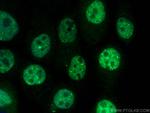 ZNF641 Antibody in Immunocytochemistry (ICC/IF)