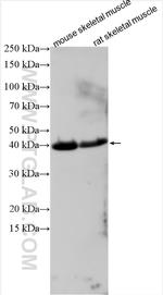 ZNF641 Antibody in Western Blot (WB)