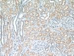 RNF144B/IBRDC2 Antibody in Immunohistochemistry (Paraffin) (IHC (P))