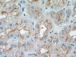 RNF144B/IBRDC2 Antibody in Immunohistochemistry (Paraffin) (IHC (P))