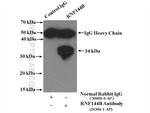 RNF144B/IBRDC2 Antibody in Immunoprecipitation (IP)