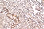 NFATC4 Antibody in Immunohistochemistry (Paraffin) (IHC (P))