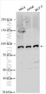 NFATC4 Antibody in Western Blot (WB)